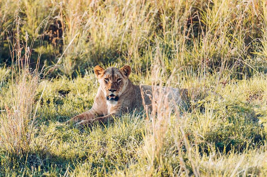 Parc Kruger - Afrique du Sud