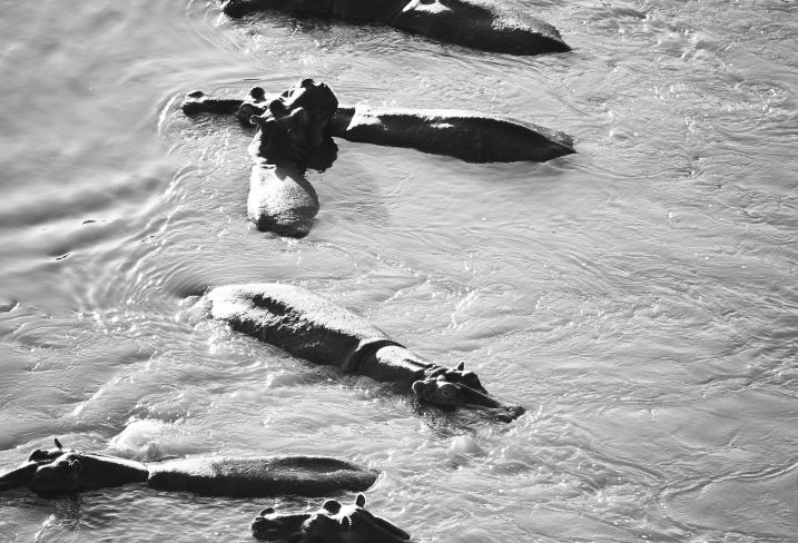 Hippopotame - Zimbabwe