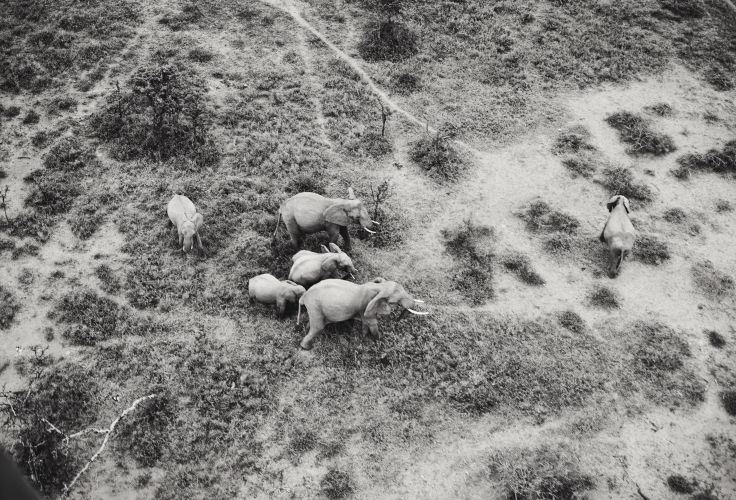 Eléphant - Zimbabwe