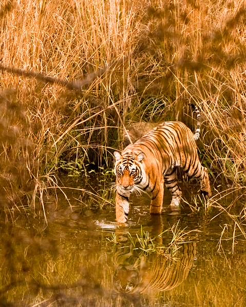 Voyages itinérants Inde - Ladakh - Jaipur - Ranthambore - Agra