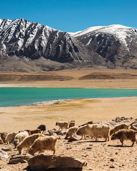 Voyages itinérants Inde - Ladakah - Changtang - Vallée de la Nubra - Leh