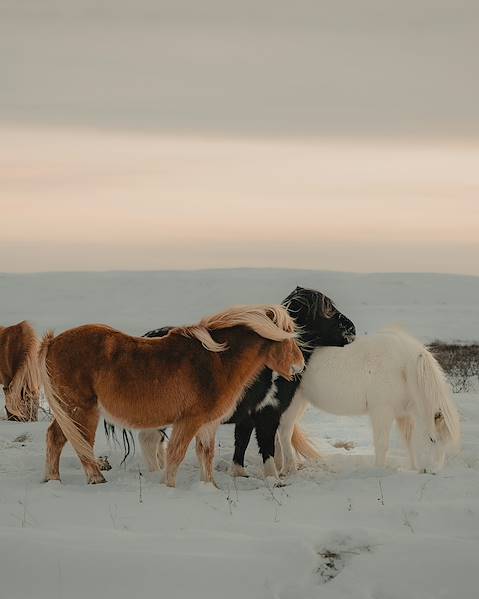 Voyages itinérants Islande - Stokkseyri - Cercle d'Or - Côte sud - Akureyri - Reykjavik