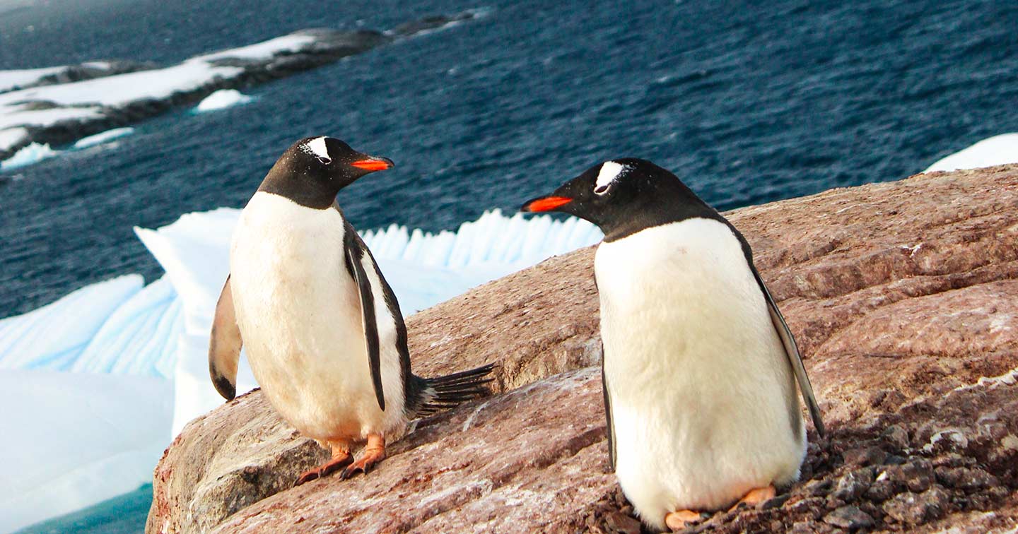 Un petit tour en ville Antarctique