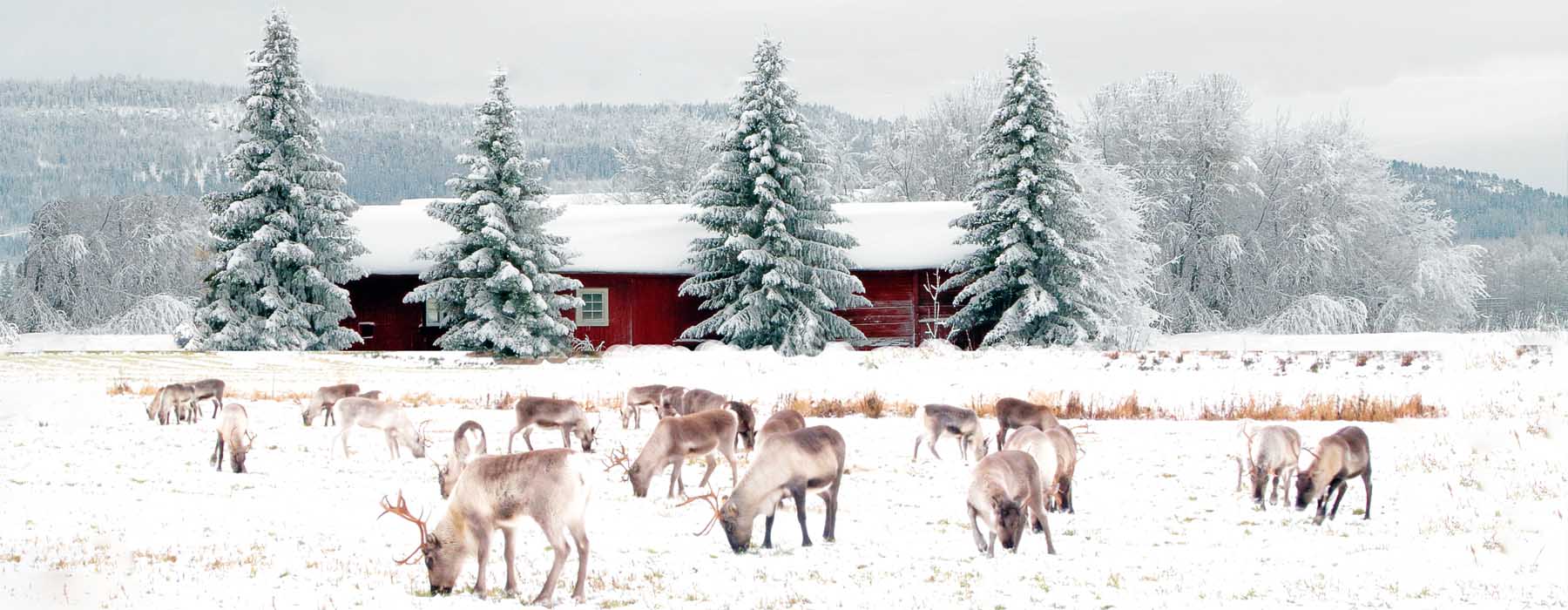 laponie finlandaise