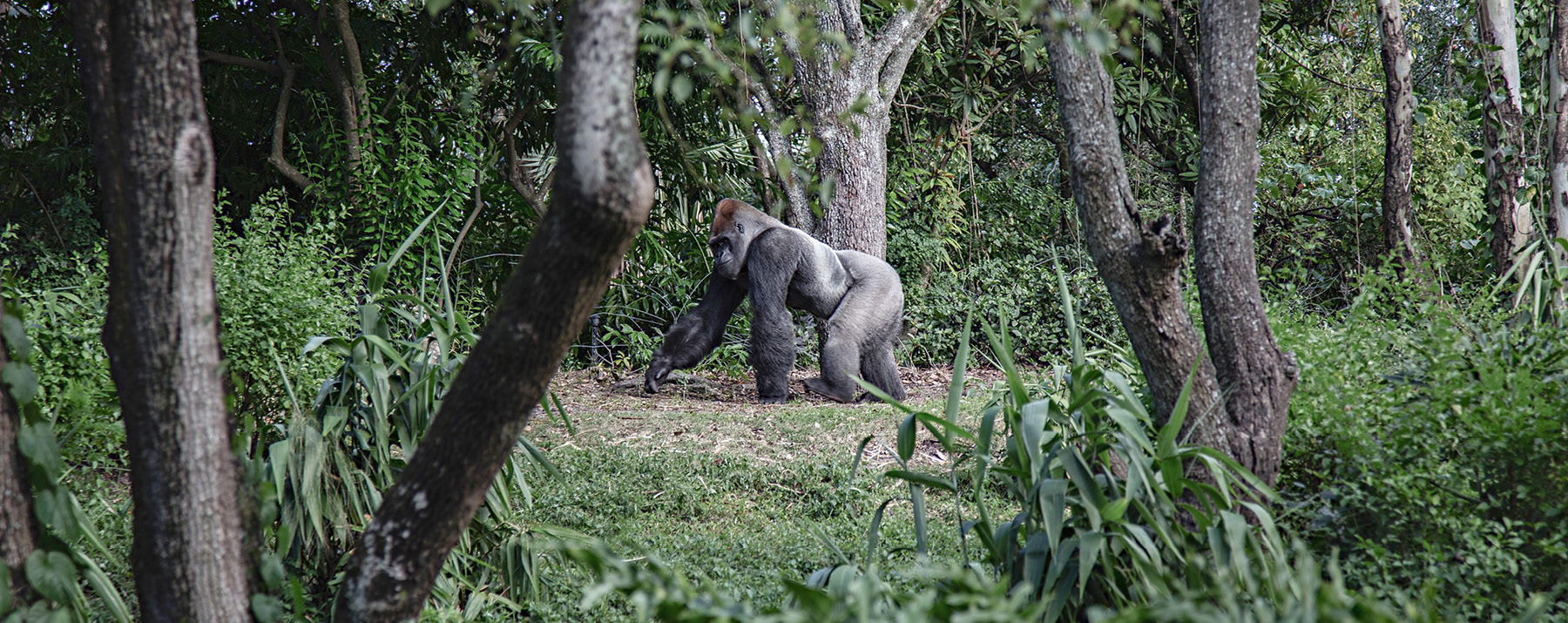 Safari Rwanda