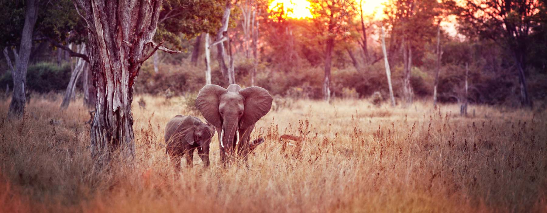Safari Zambie