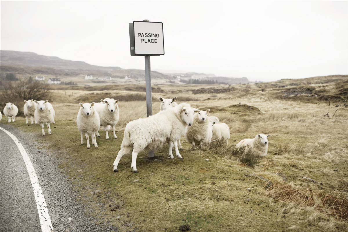 Moutons le long d'une route en Ecosse
