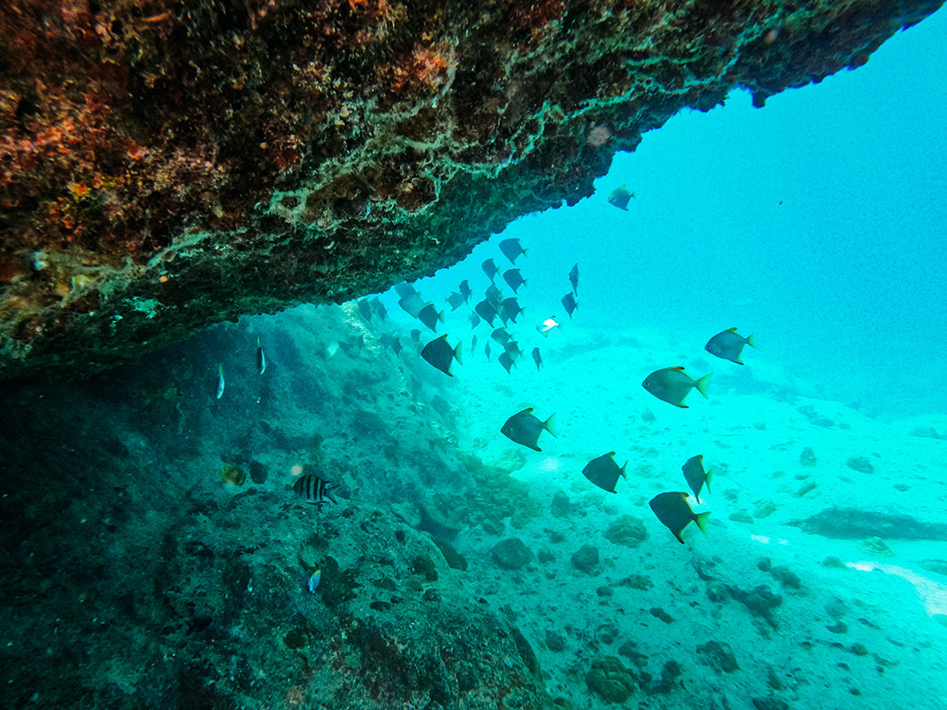 Plongée sous-marine Félicité