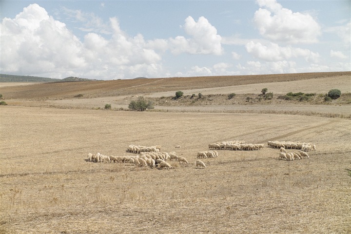 Animaux dans un champ en Sardaigne