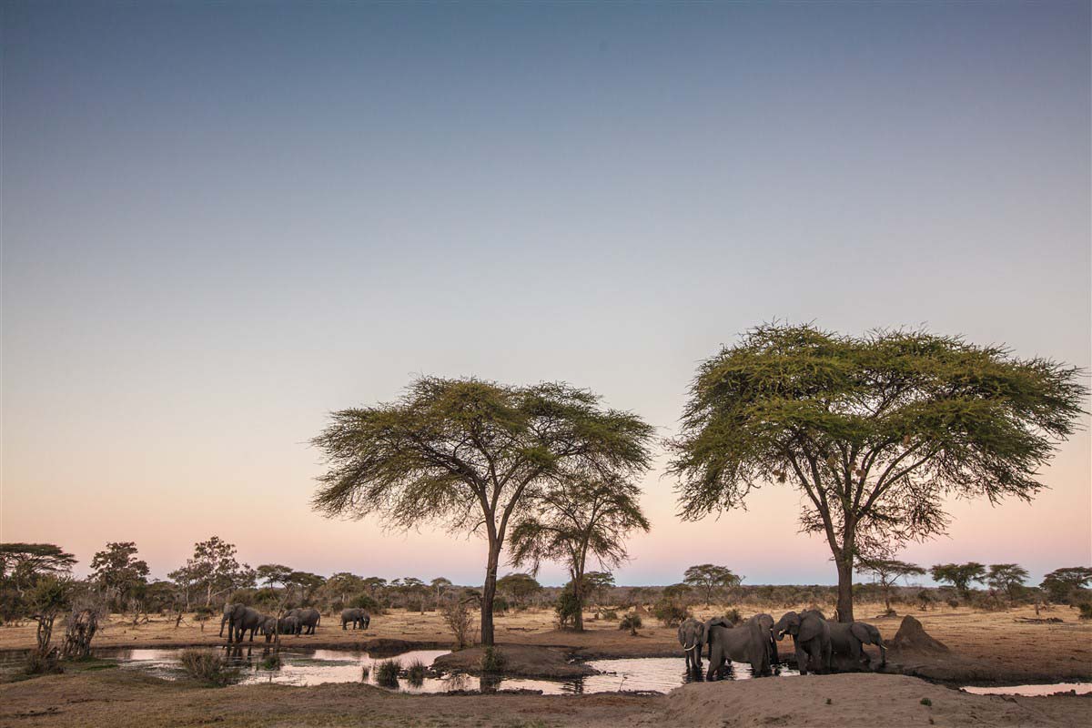 Safari au Botswana