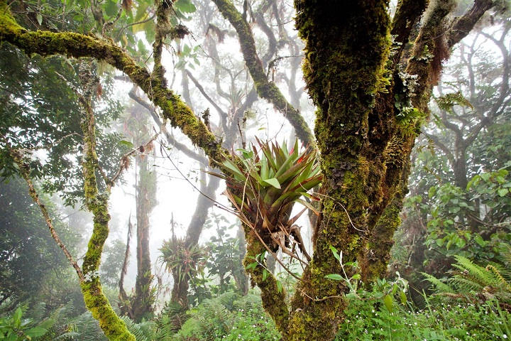 Forêt du Costa Rica