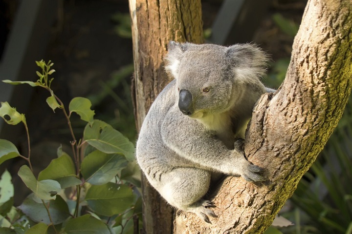 Koala au Zoo de Taronga
