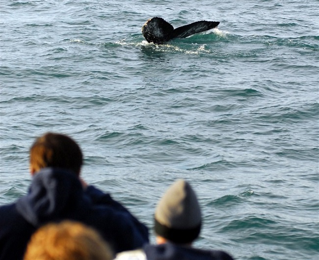 voir des baleines en irlande