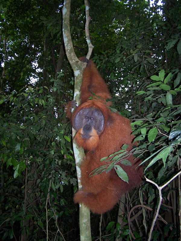 Orang Outang de SUMATRA