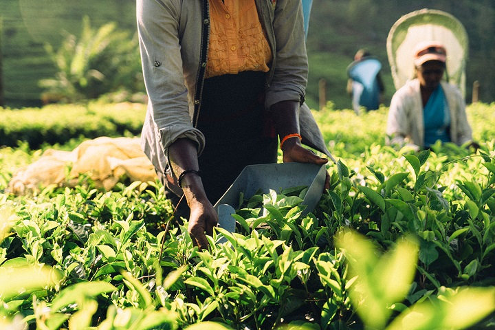 Plantation de thé au Sri Lanka