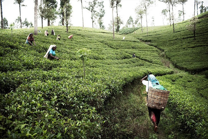 Plantation de thé dans la Région de Kandy