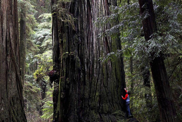 Sequoias Park