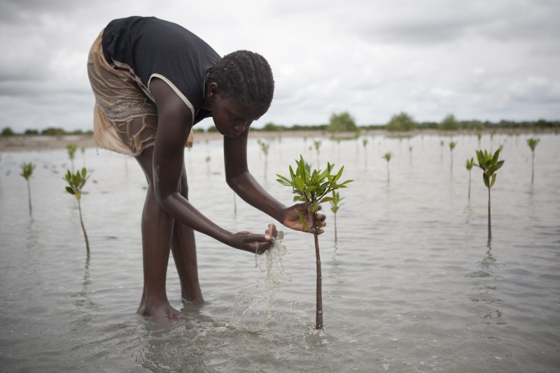 Plantation au Sénégal
