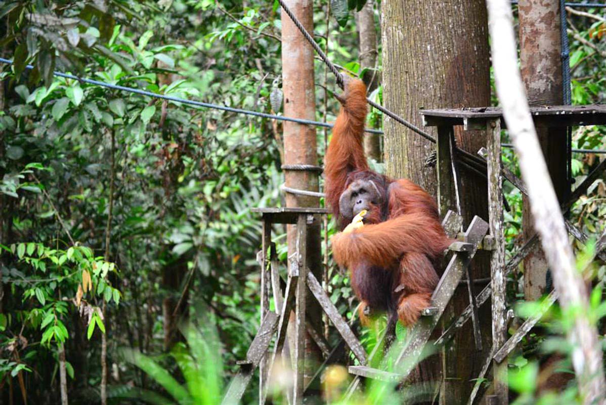 orangs-outans en Malaisie