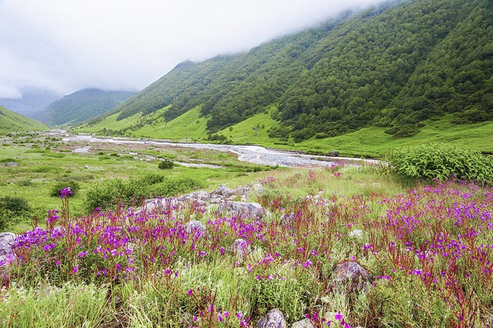 Vallée des Fleurs Uttarakhand