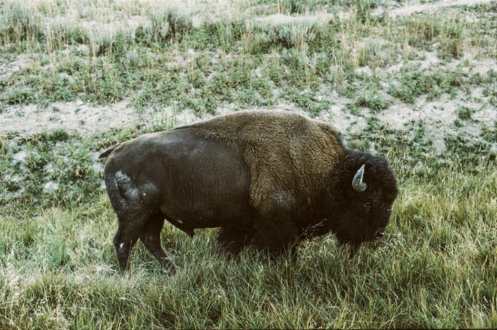 Bison à Yellowstone