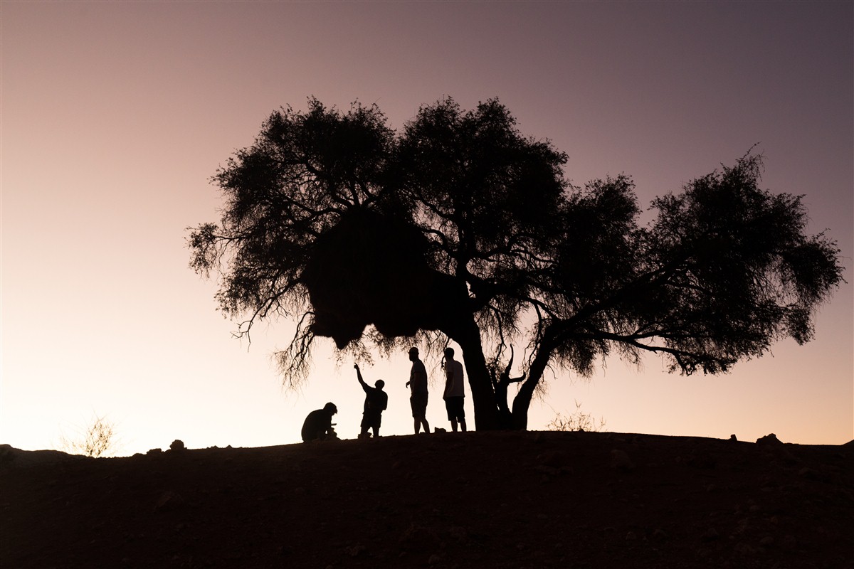 arbre dans la nuit en Namibie