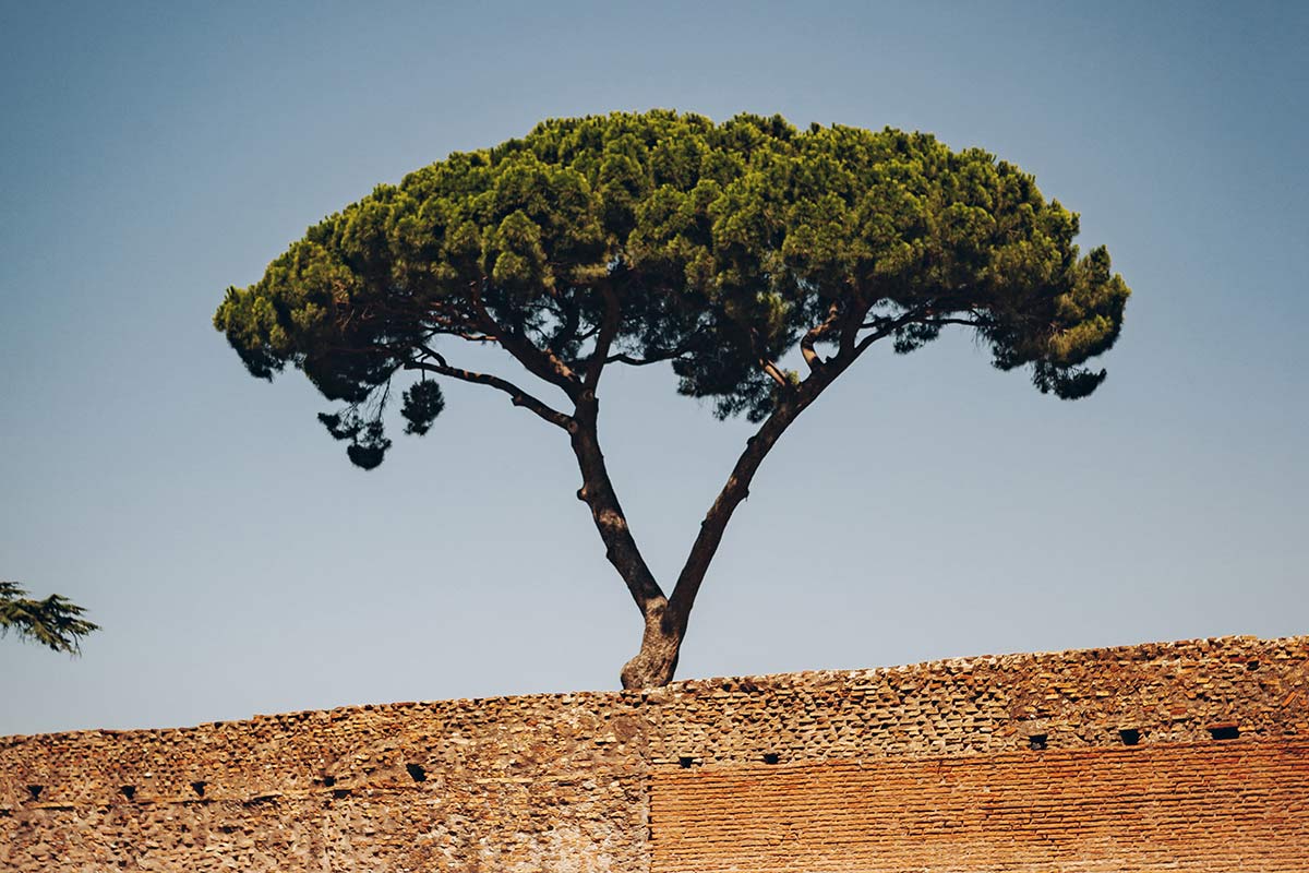 Arbre Rome