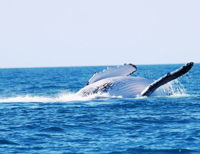 baleine bleue en australie