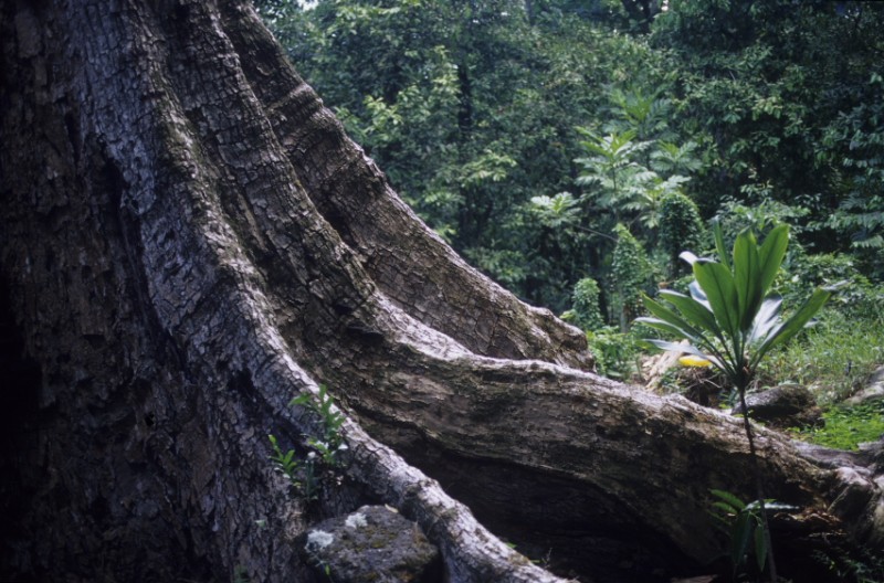 belle arbre de polynésie