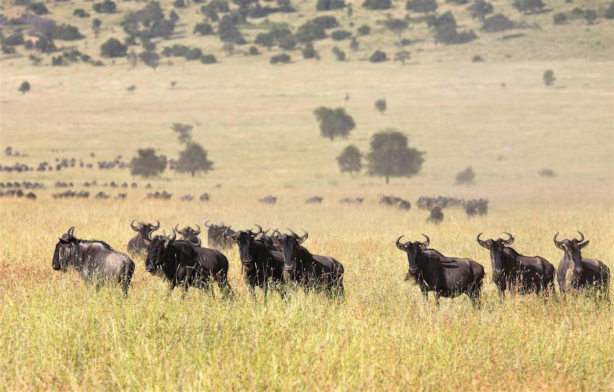 Buffles dans la savane 