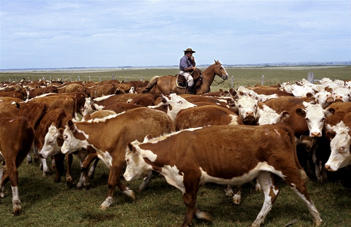 cavalier avec un troupeau de vaches