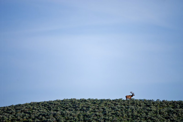 cerf dans la foret aux états unis