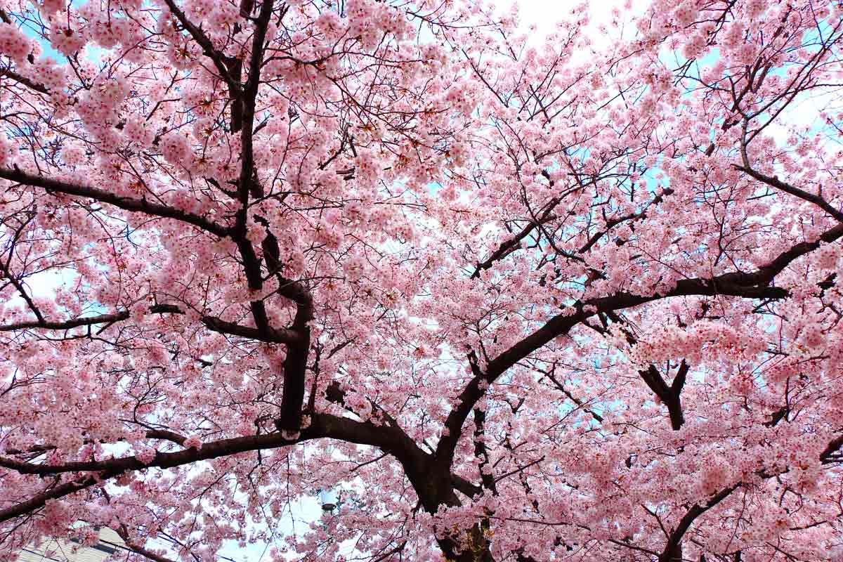 Cerisiers en fleurs à Kobe