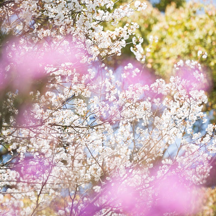 Cerisiers en fleurs à Nara