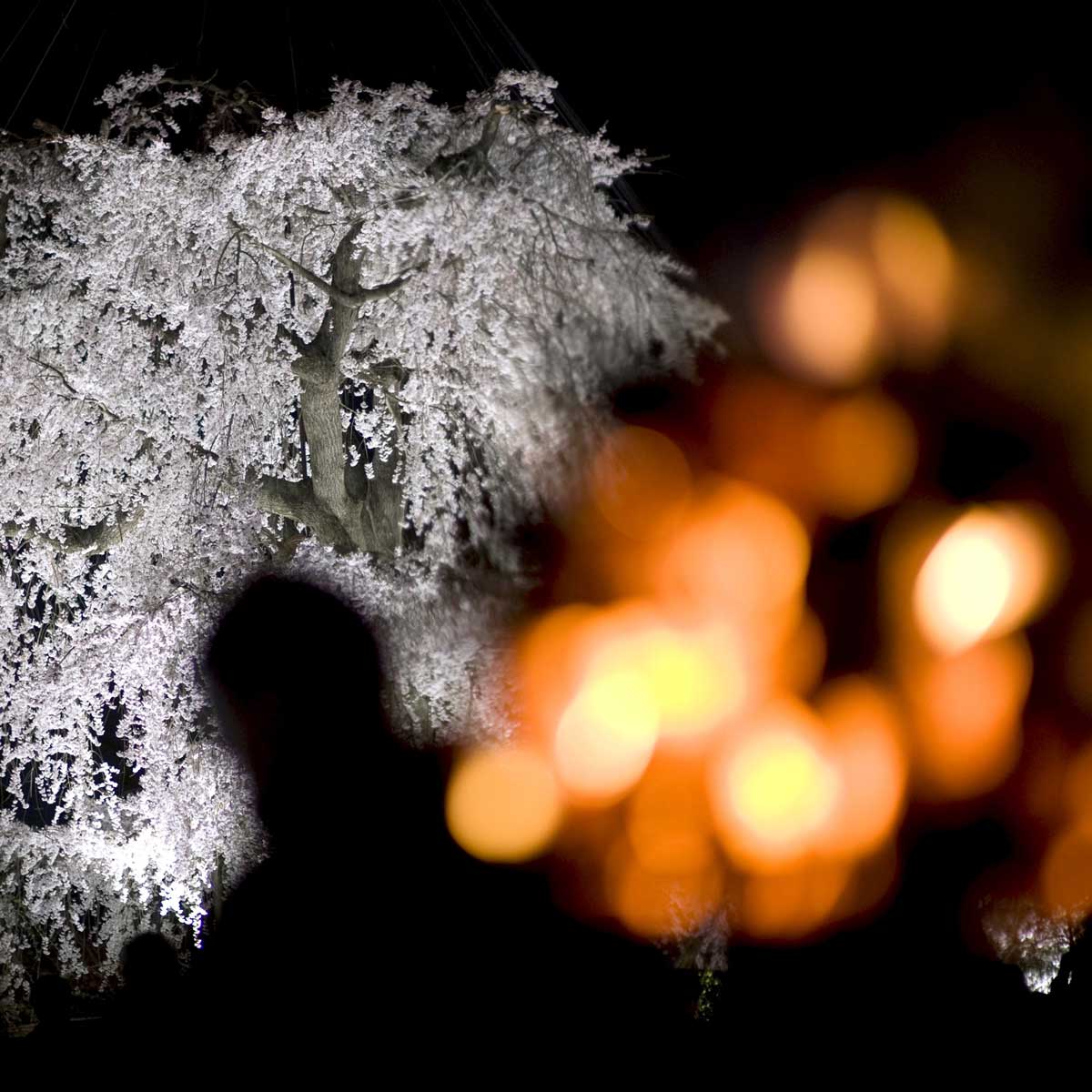 Cerisiers en fleurs à sapporo