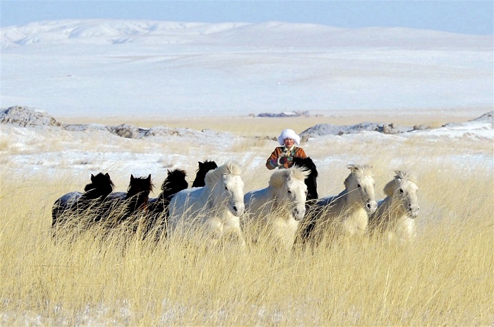 chevaux sauvages en Mongolie