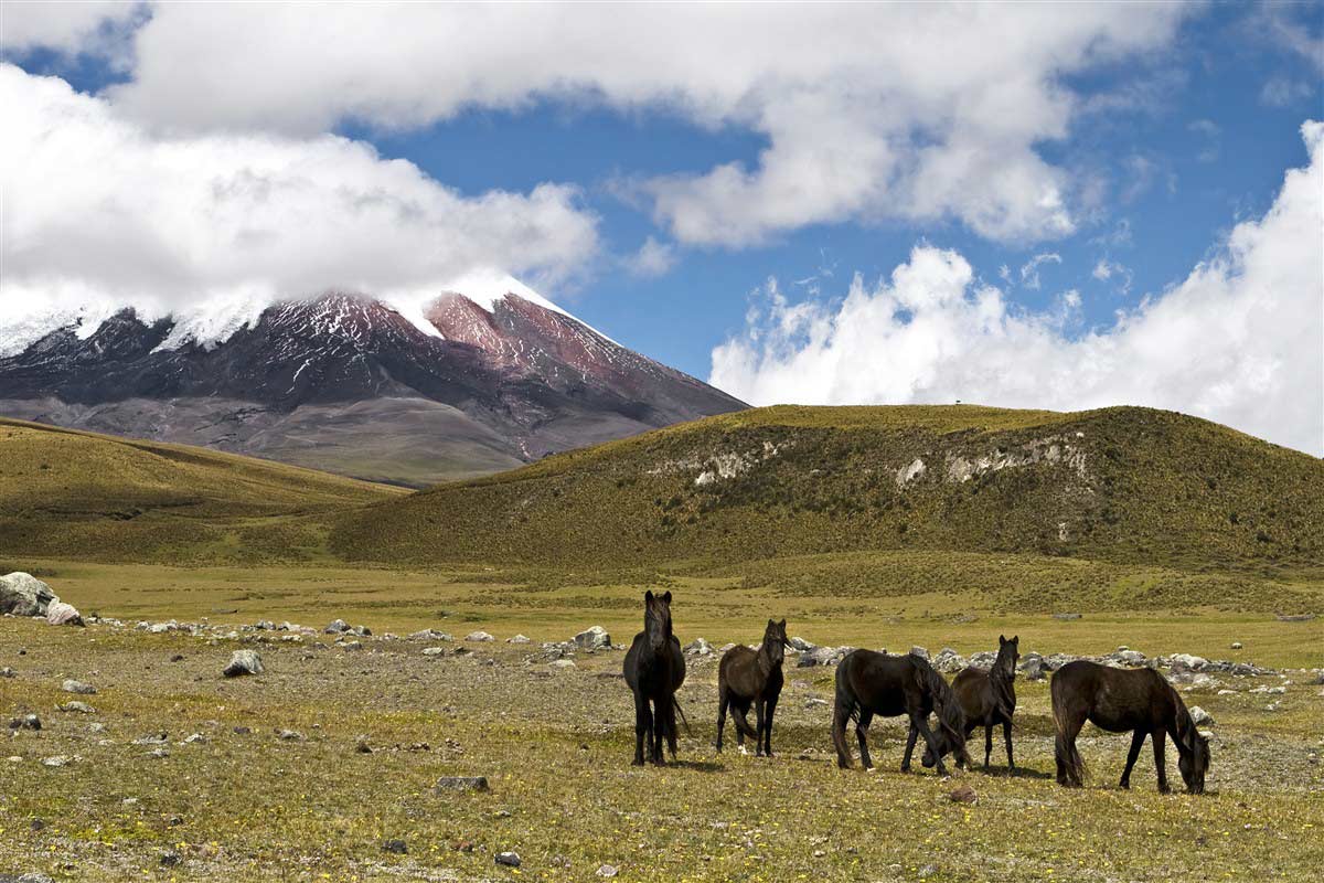 Chevaux devant le volcan Cotopaxi