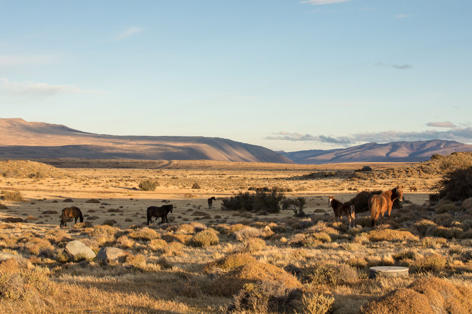 Steppe Chili