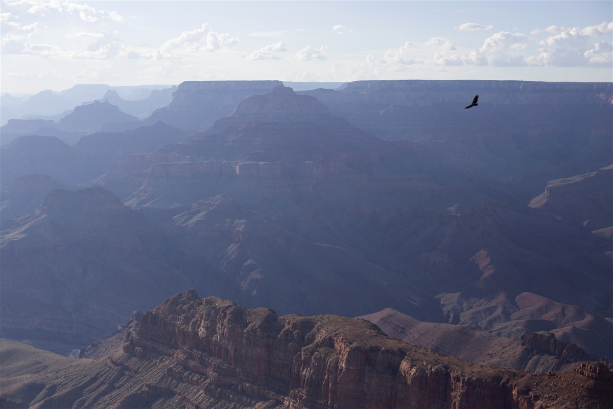 Condor de Californie