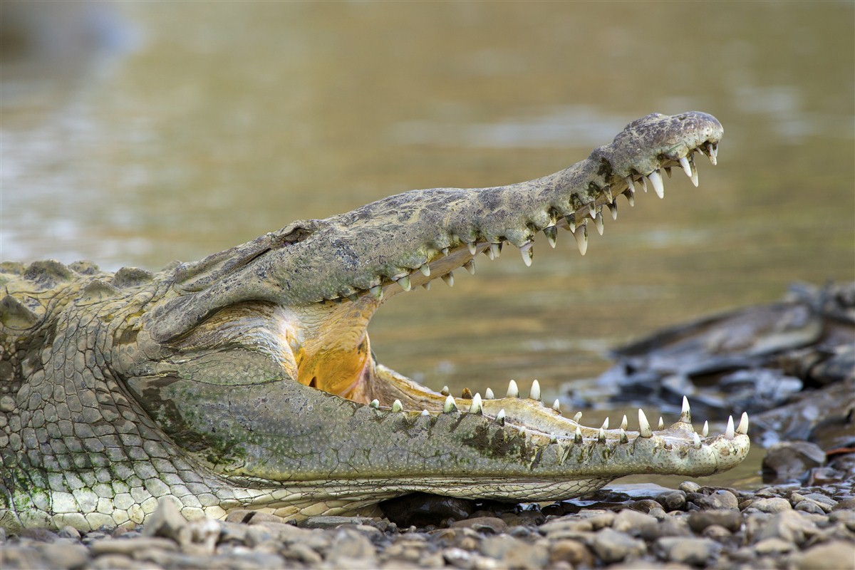 crocodile au costa rica