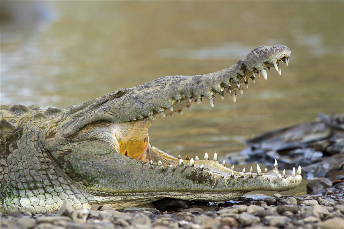 Crocodile au bord de l'eau