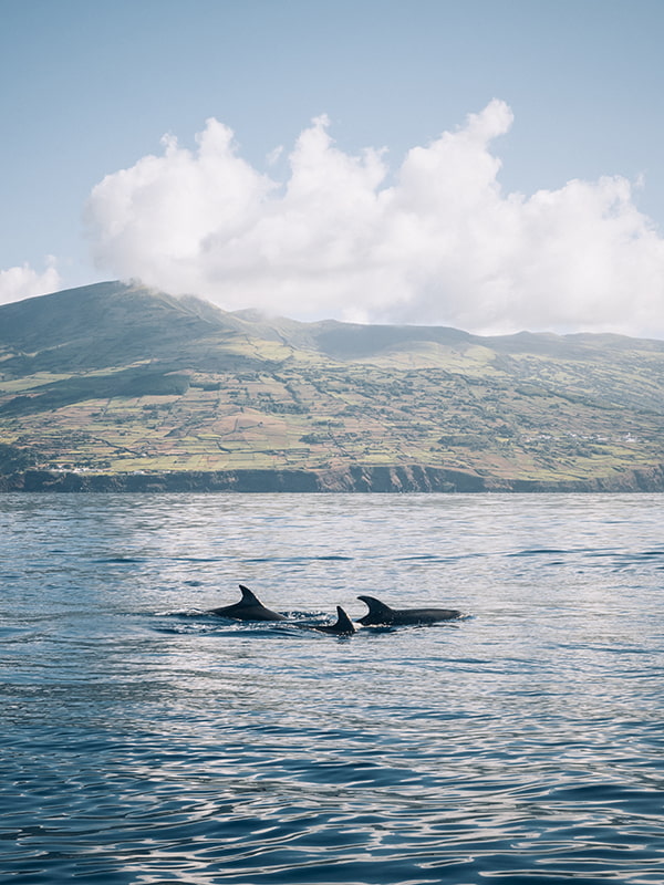Dauphin dans les Açores