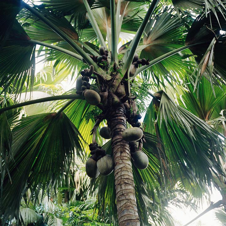 détail d'arbre aux seychelles
