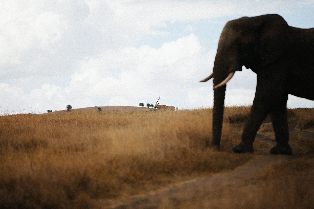 Éléphant safari au Kenya