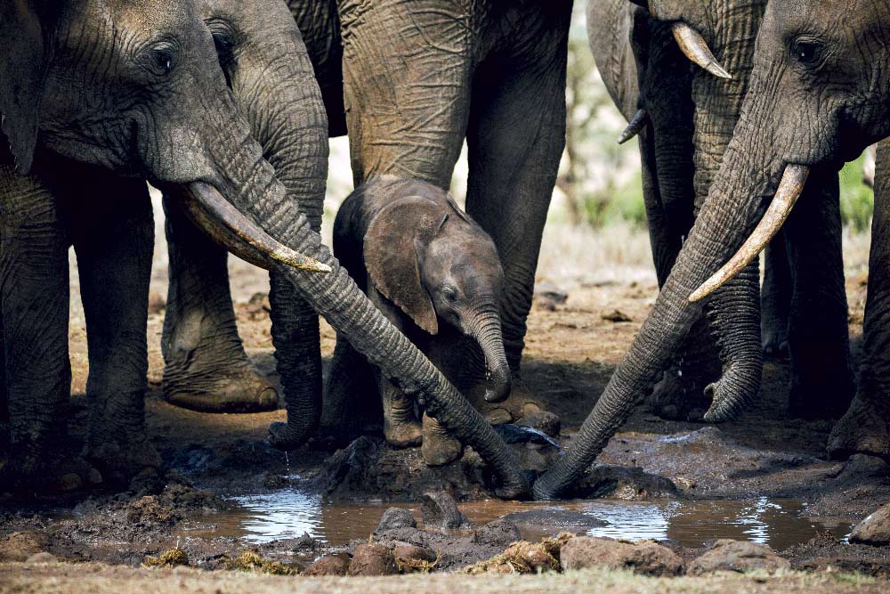 Eléphant dans le Tarangire