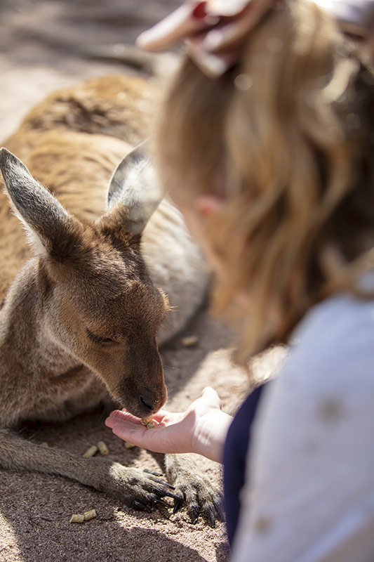 Enfant avec kangourou