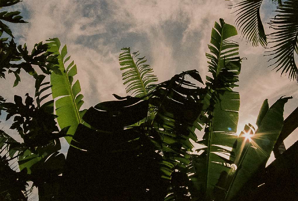 foret à Buzios