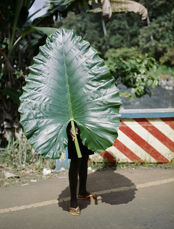 feuille de banane 