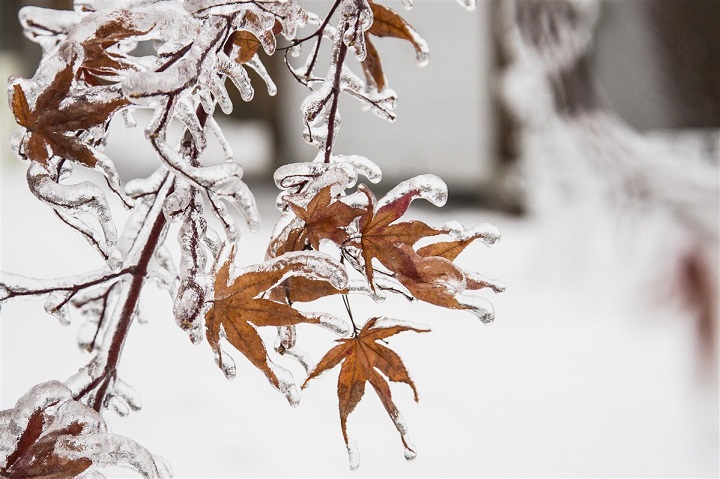 feuilles congelées au Canada