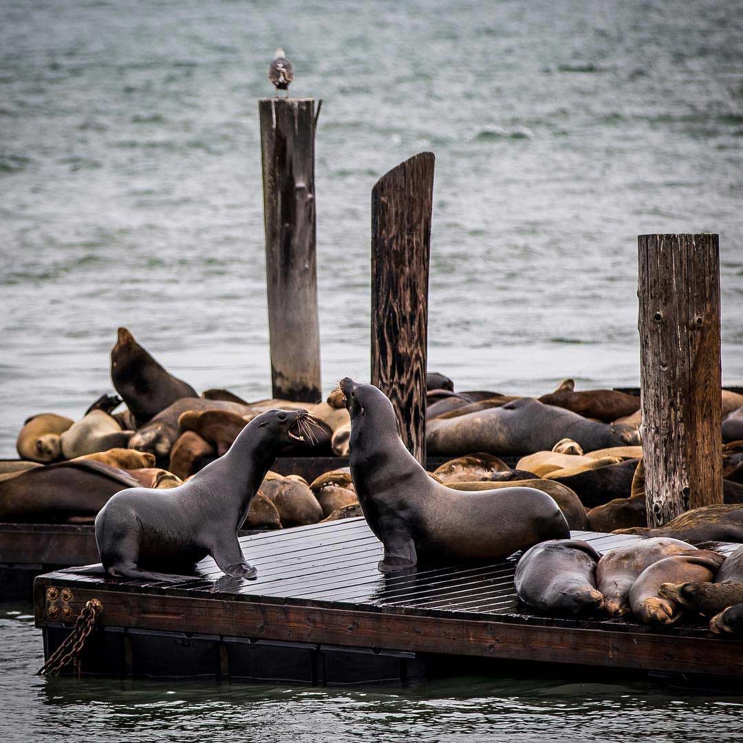 Fisherman's Wharf San Francisco